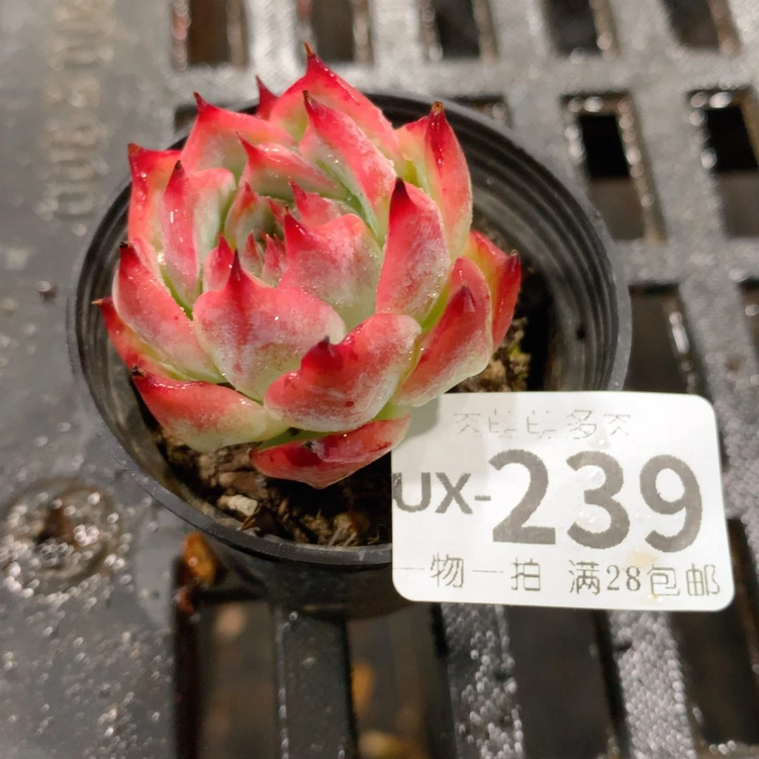 肉萌萌拇指盆多肉UX239