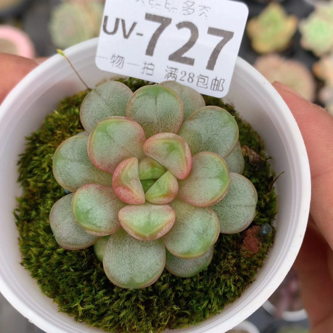 ?**心肉萌萌拇指盆多肉UV727