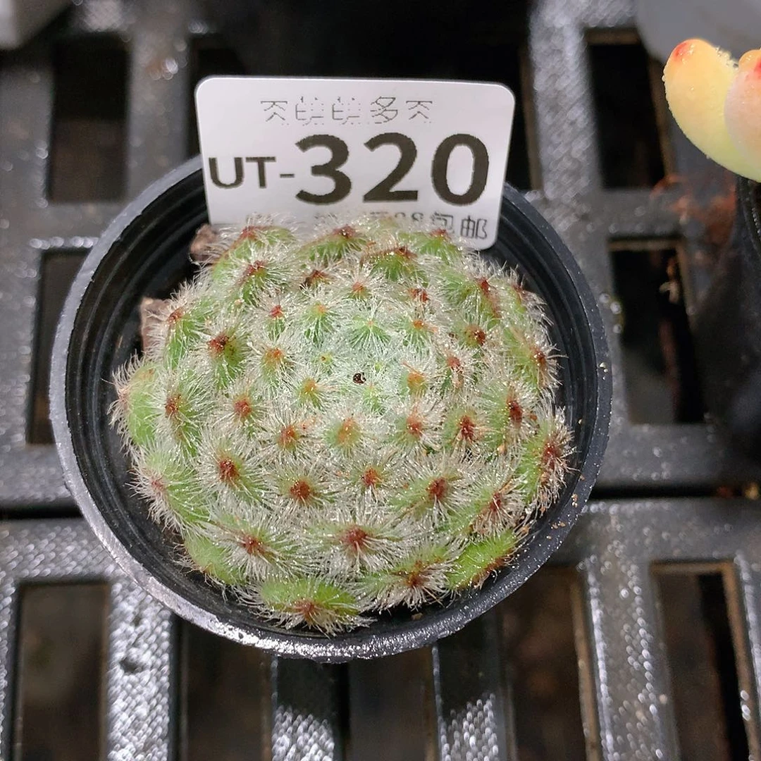 肉萌萌拇指盆多肉UT320