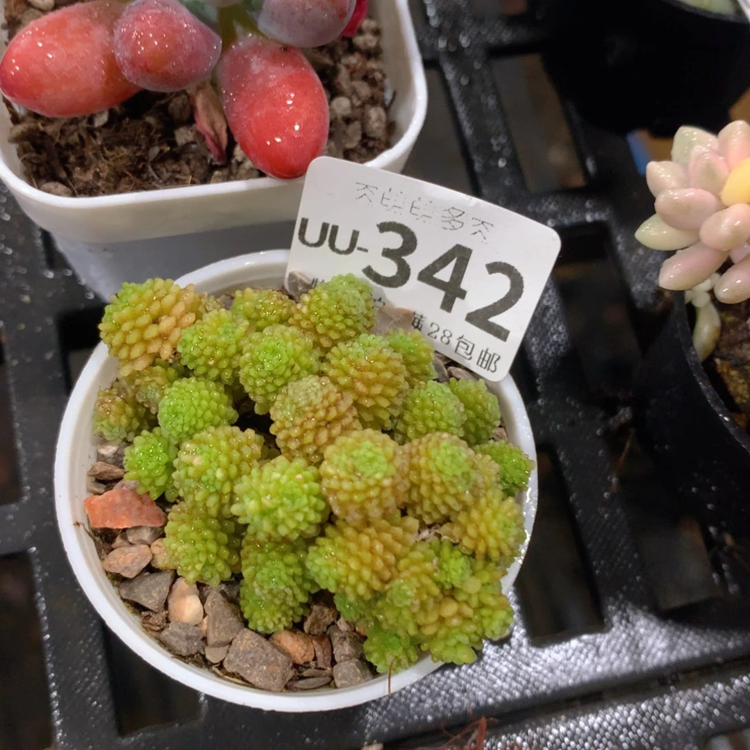 肉萌萌拇指盆多肉UU342