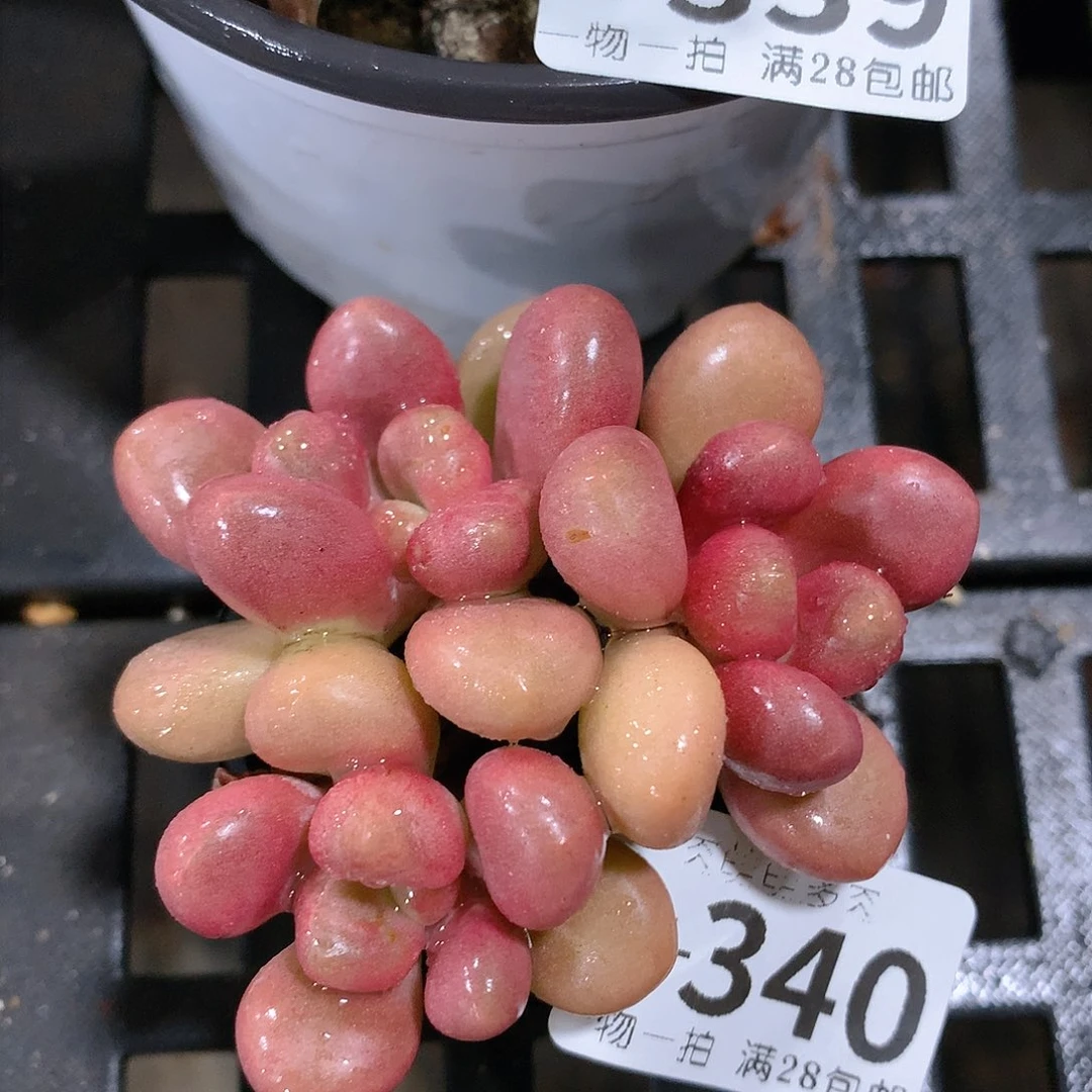 肉萌萌拇指盆多肉UT340