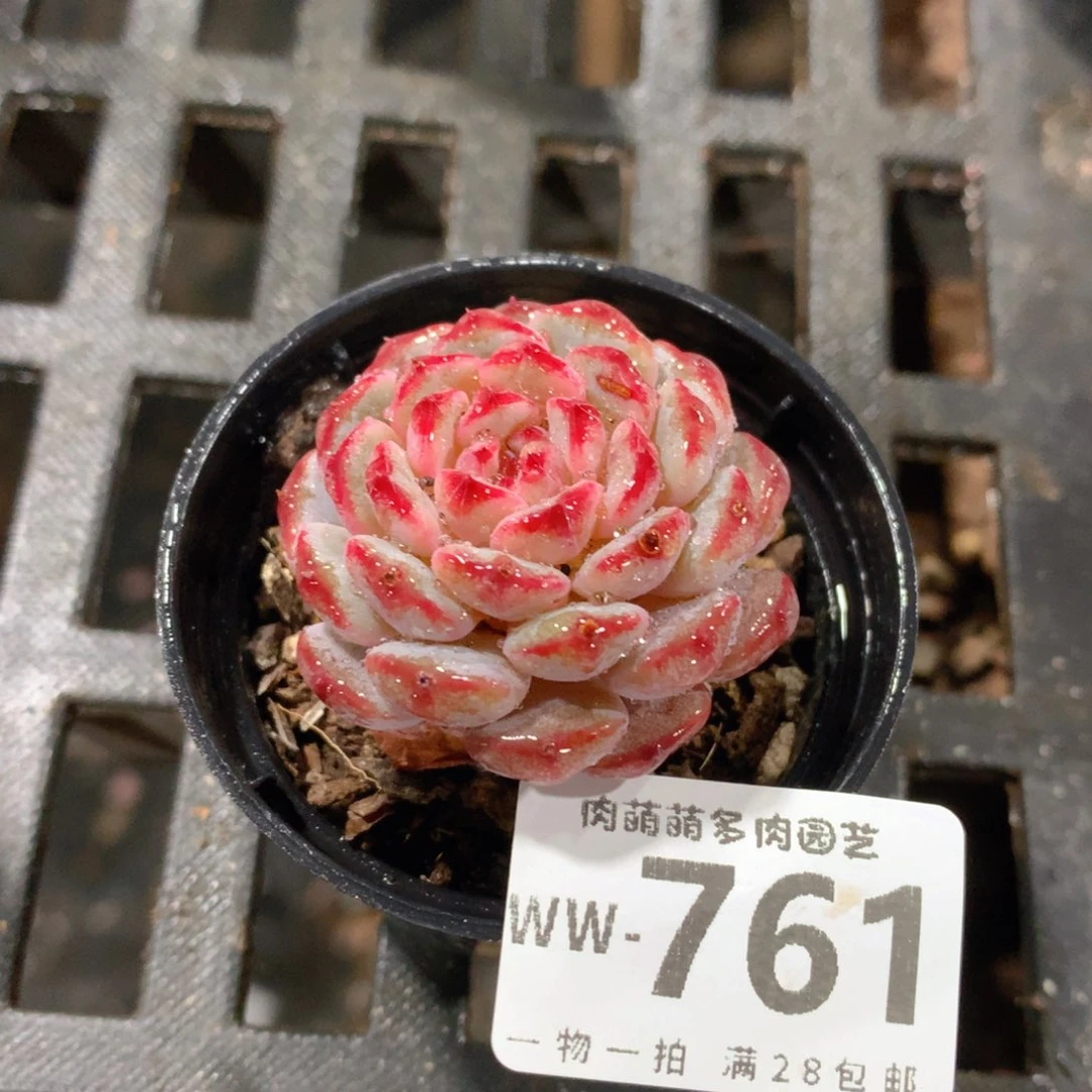 肉萌萌拇指盆精控多肉WW761