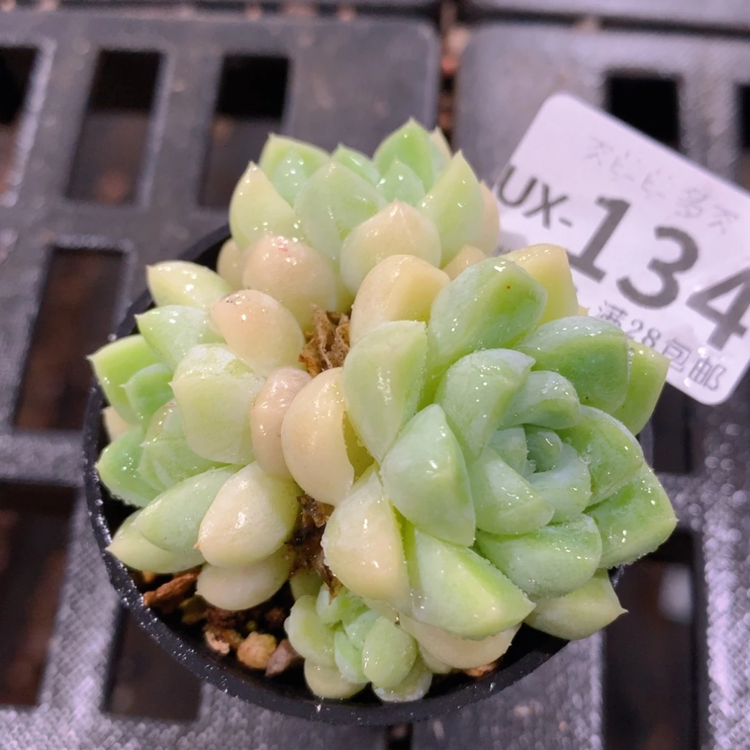 肉萌萌拇指盆多肉UX134