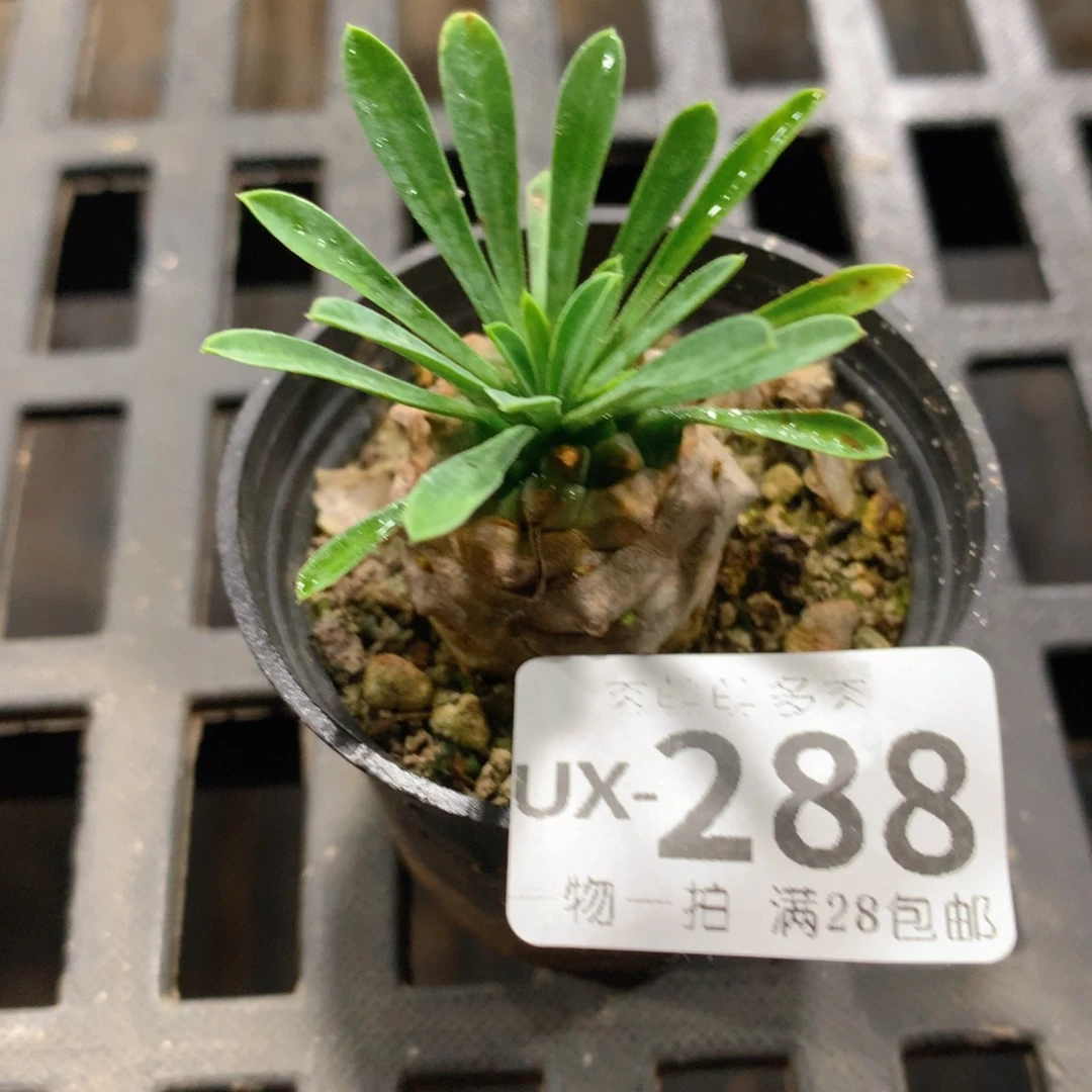肉萌萌拇指盆多肉UX288