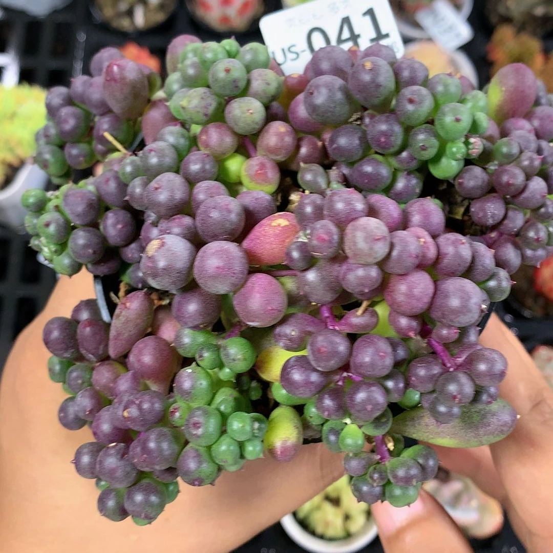 肉萌萌拇指盆多肉US041