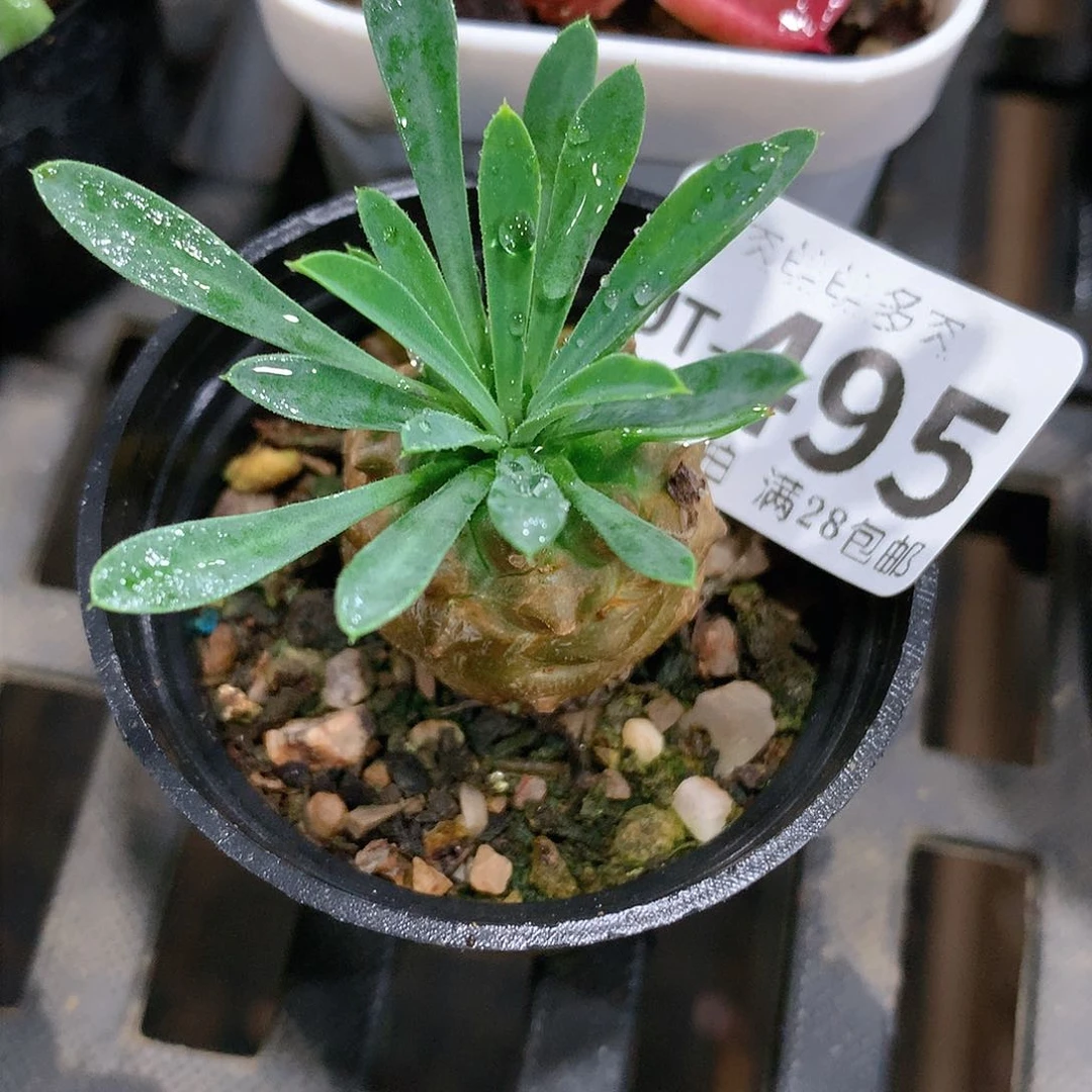 肉萌萌拇指盆多肉UT495