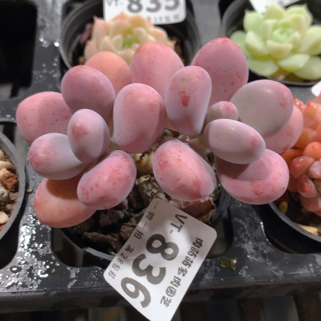 肉萌萌拇指盆多肉VT836