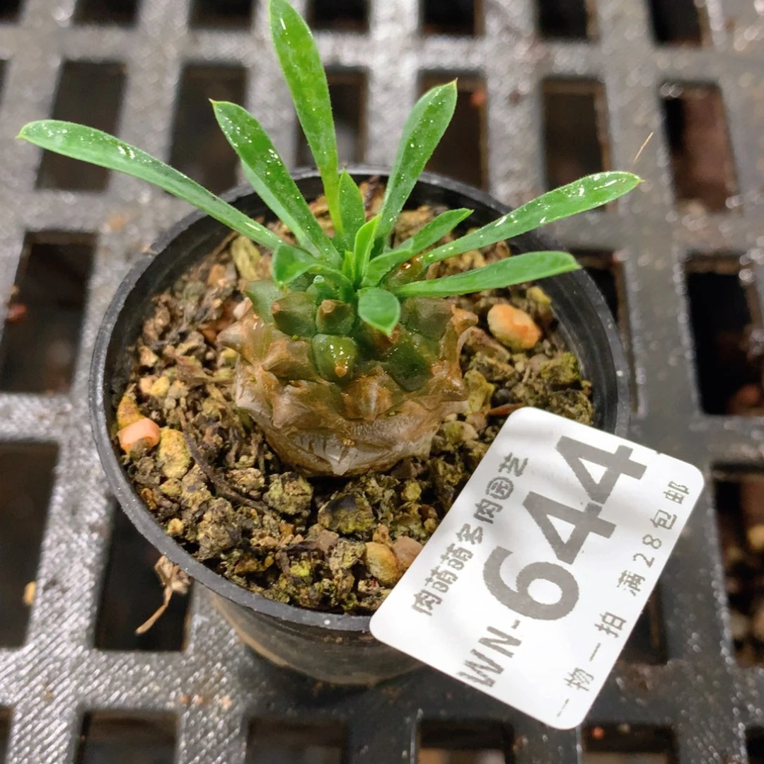 肉萌萌拇指盆精控多肉WN644