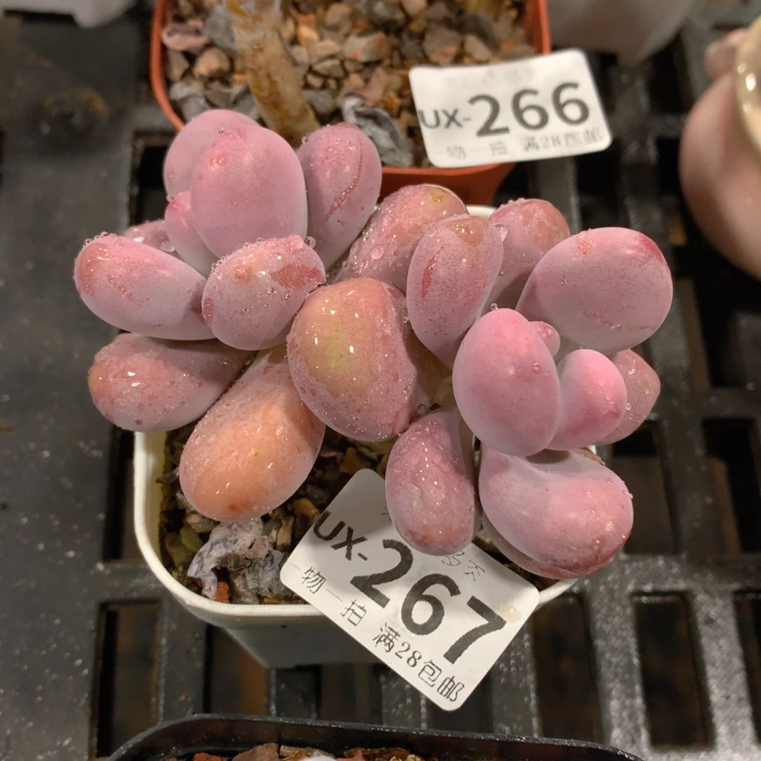 肉萌萌拇指盆多肉UX267