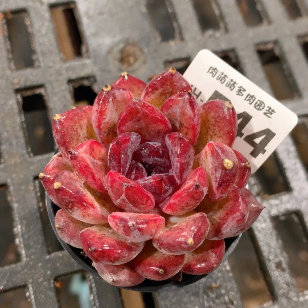 肉萌萌拇指盆多肉WH544