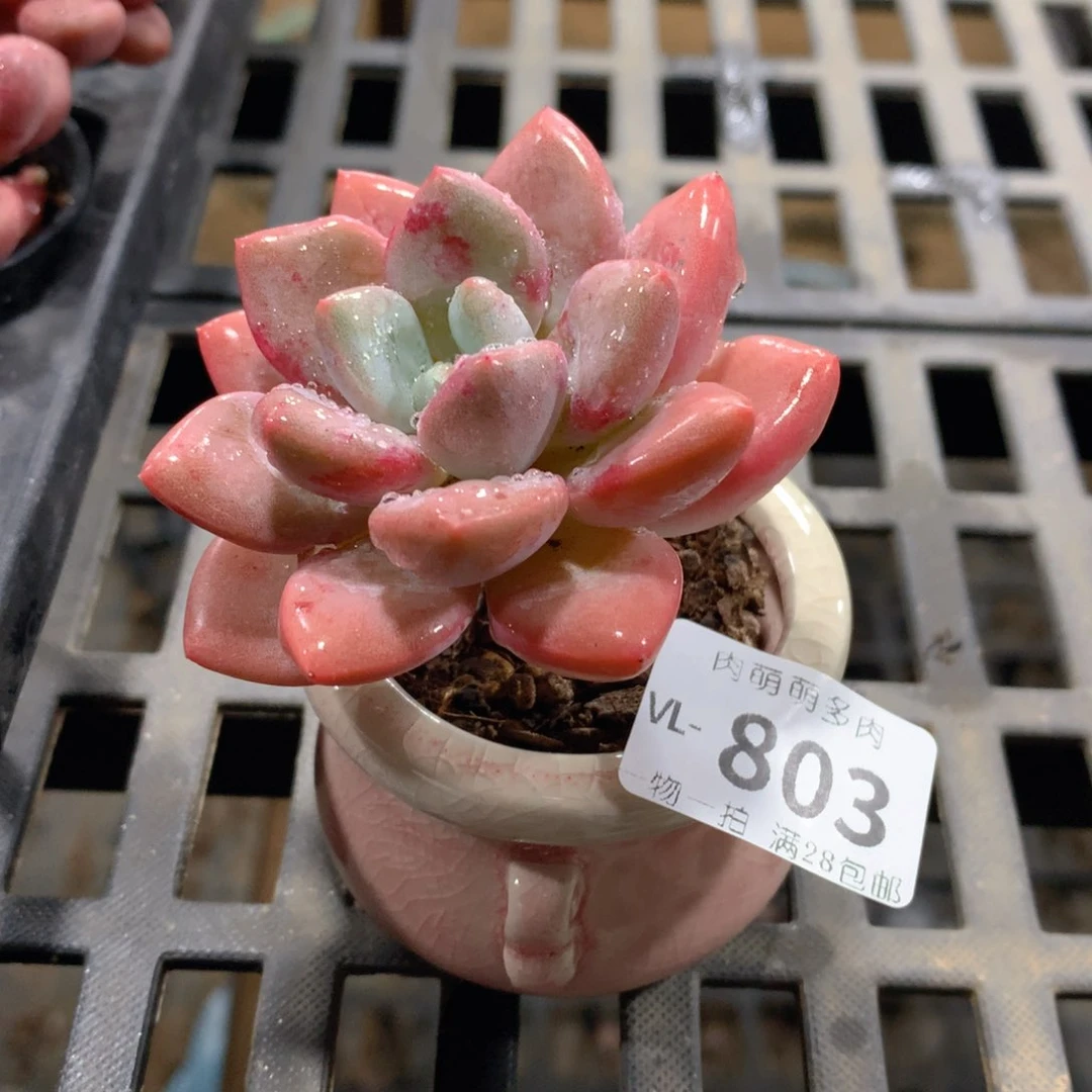 肉萌萌拇指盆多肉VL803