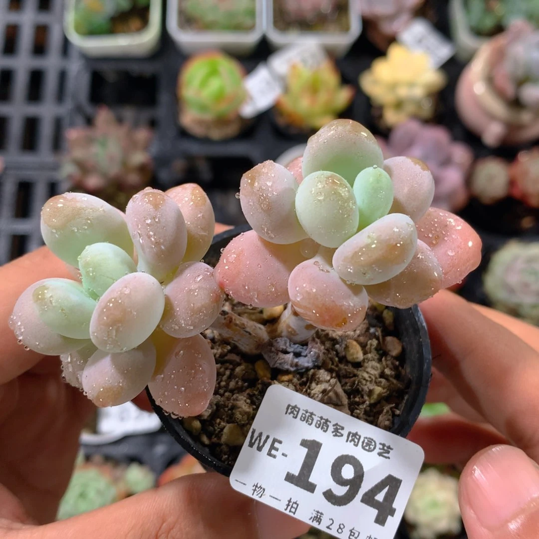 5CM拇指盆精控多肉WE194