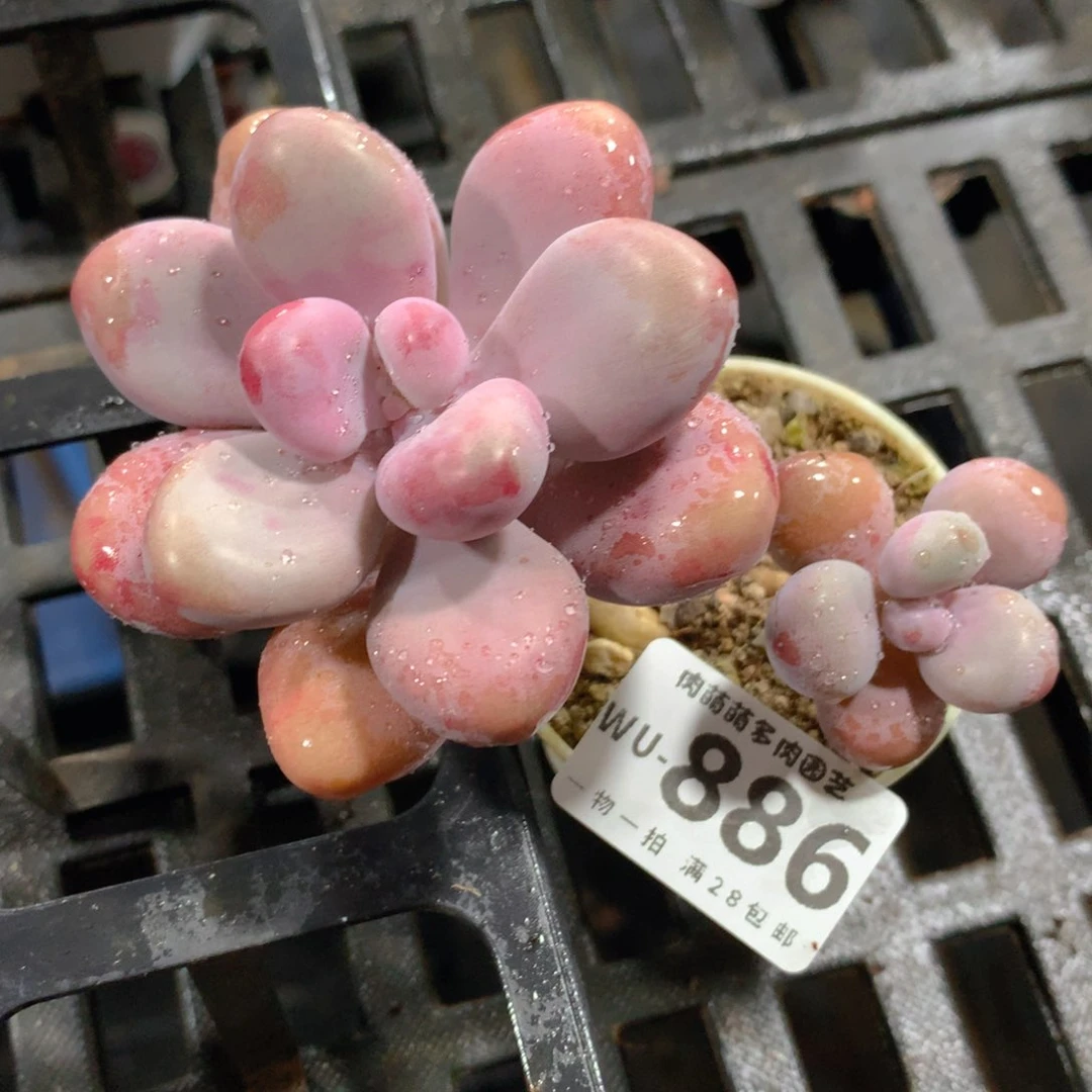 肉萌萌拇指盆精控多肉WU886