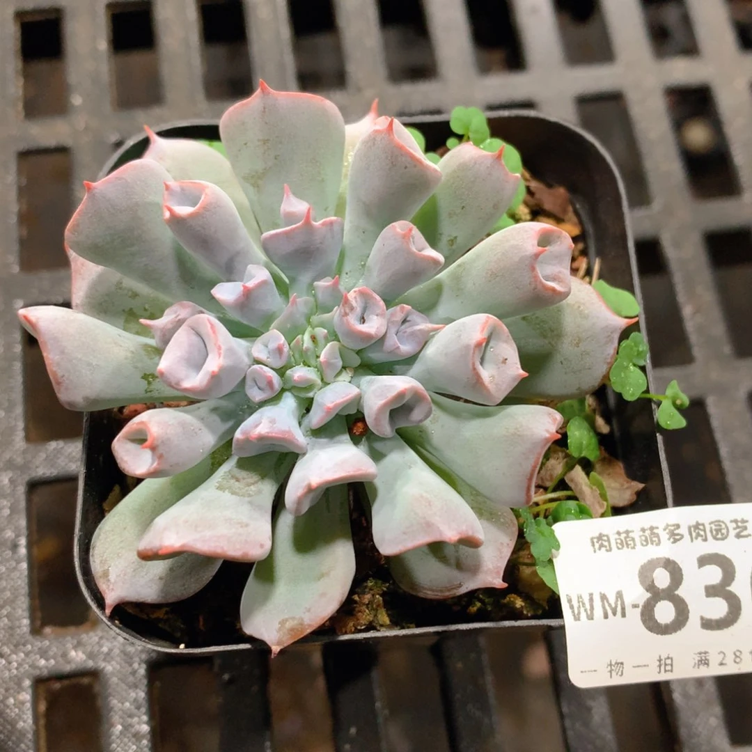 .肉萌萌拇指盆精控多肉WM836