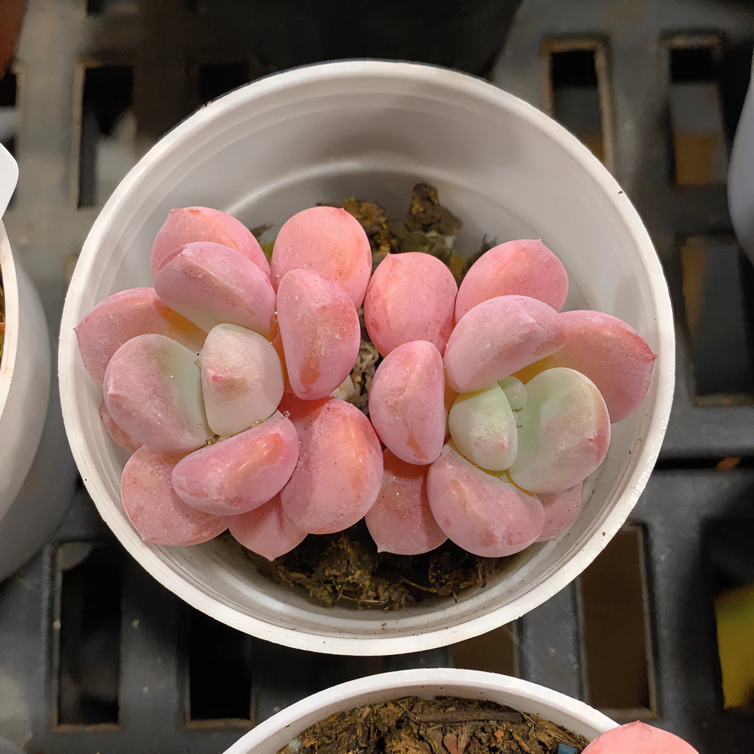 白鹭多肉精控5cm盆多肉量拍 精控老桩多肉盆栽520礼物肉萌萌基地