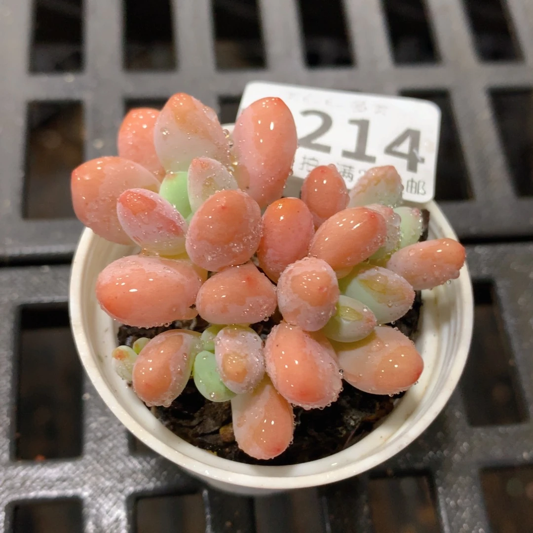 肉萌萌拇指盆多肉UX214