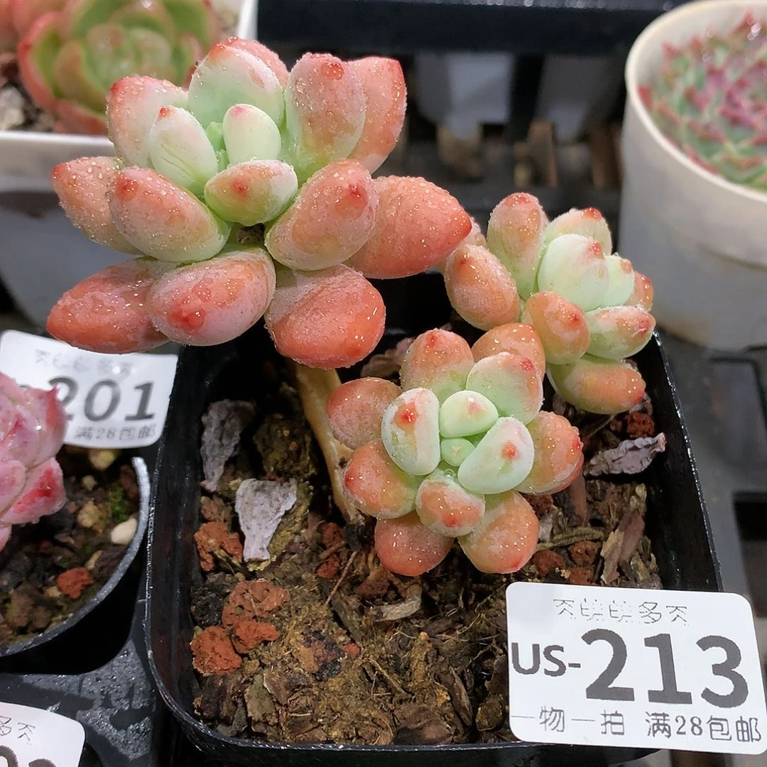 肉萌萌拇指盆多肉US213