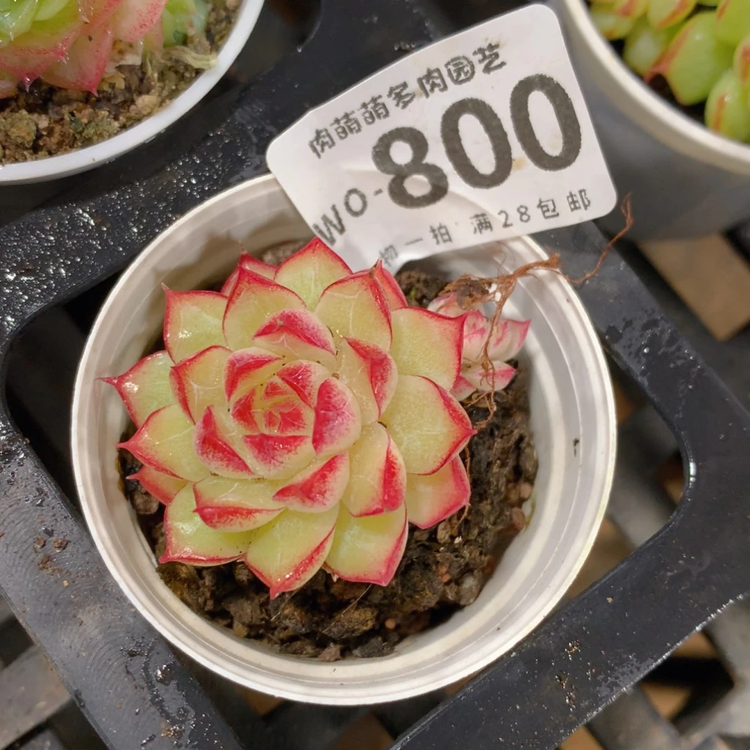 肉萌萌拇指盆精控多肉WO800