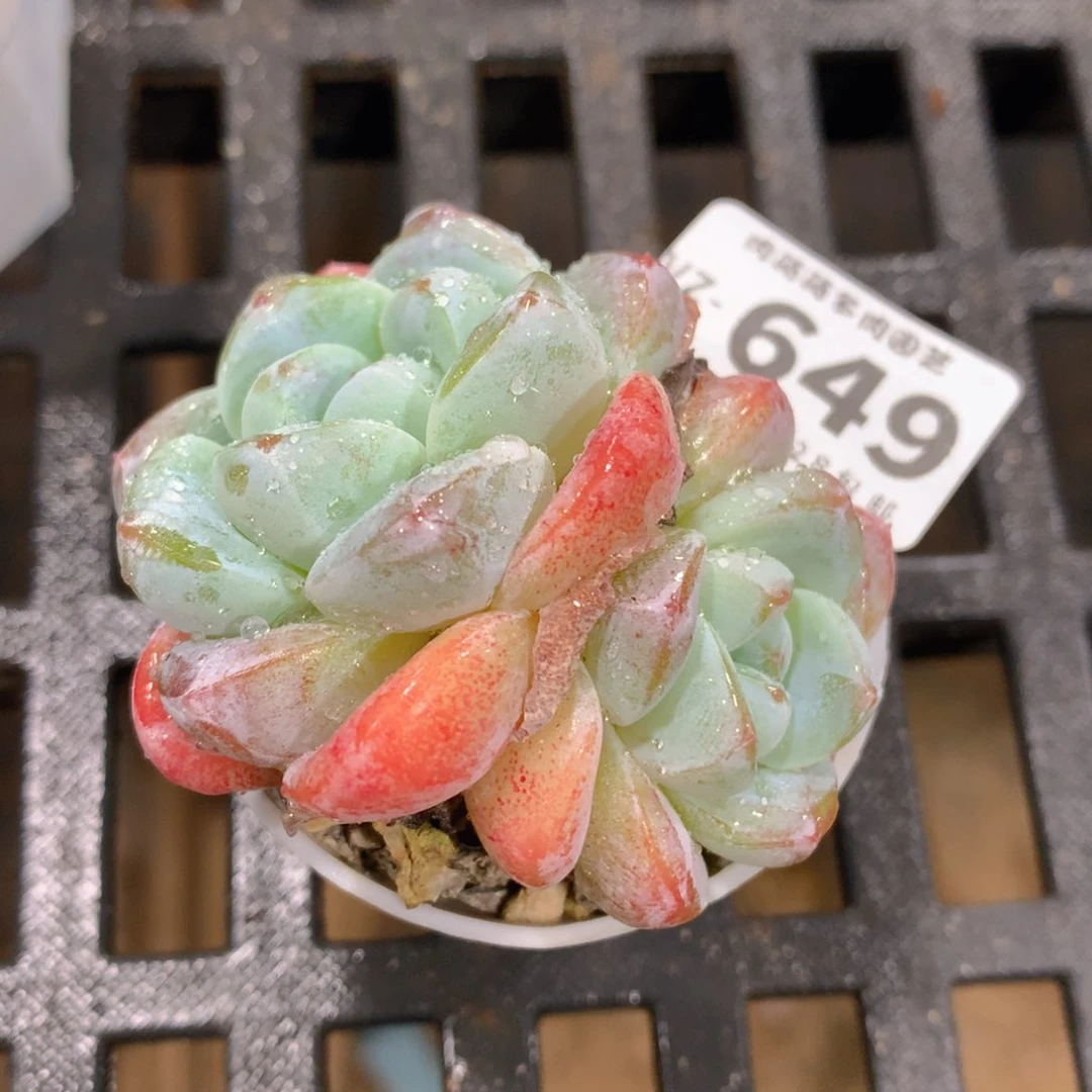 肉萌萌拇指盆多肉VZ649