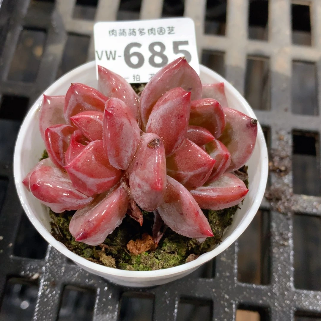 肉萌萌拇指盆多肉VW685