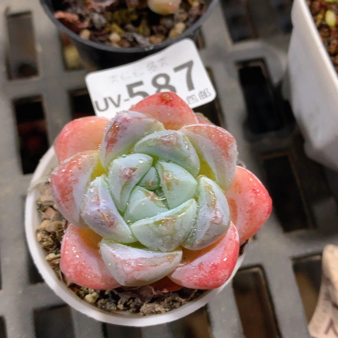 肉萌萌拇指盆多肉UV587
