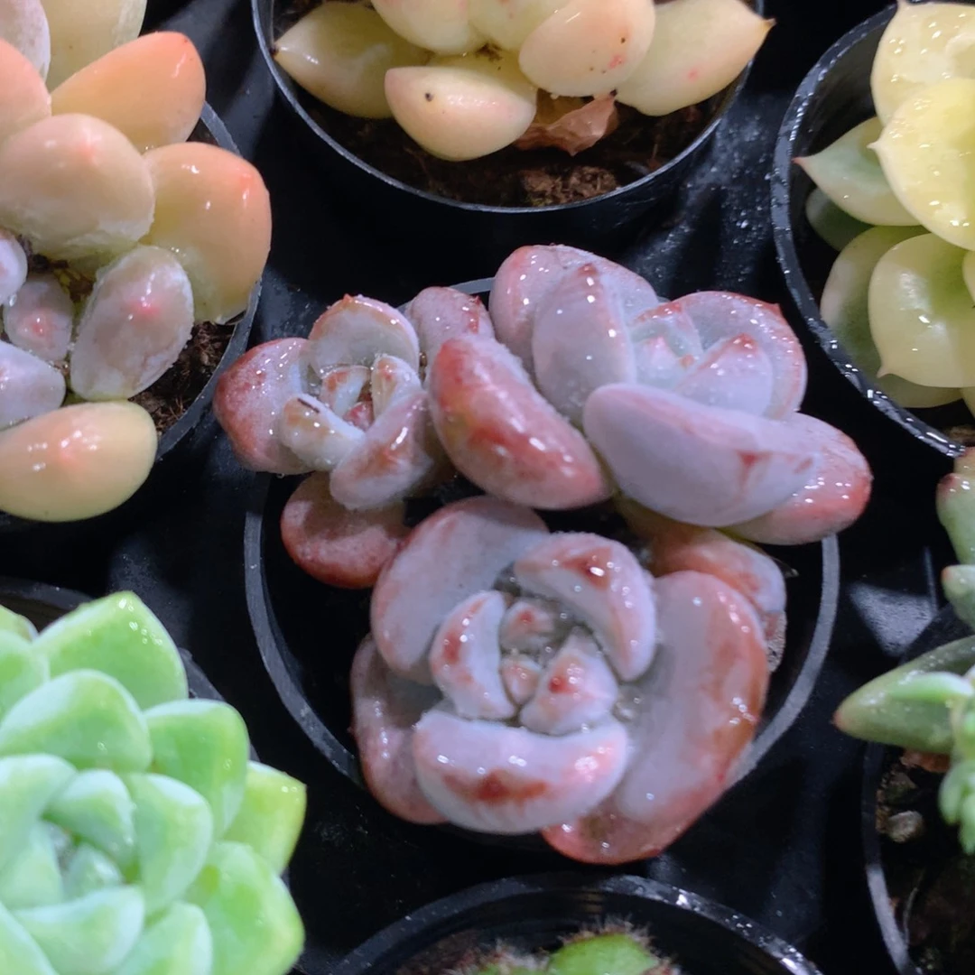 肉萌萌拇指盆多肉VN394