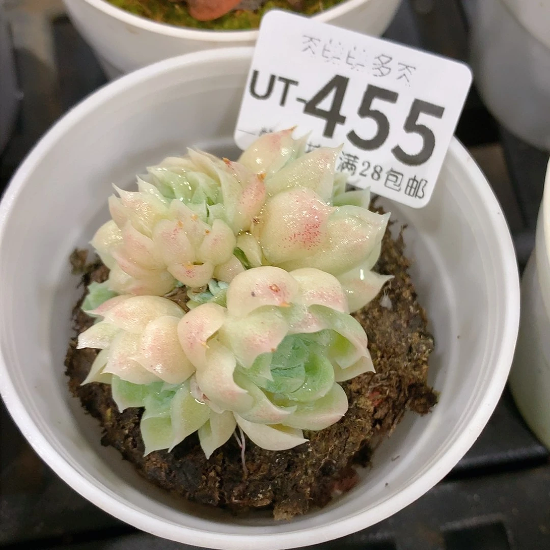 肉萌萌拇指盆多肉UT455