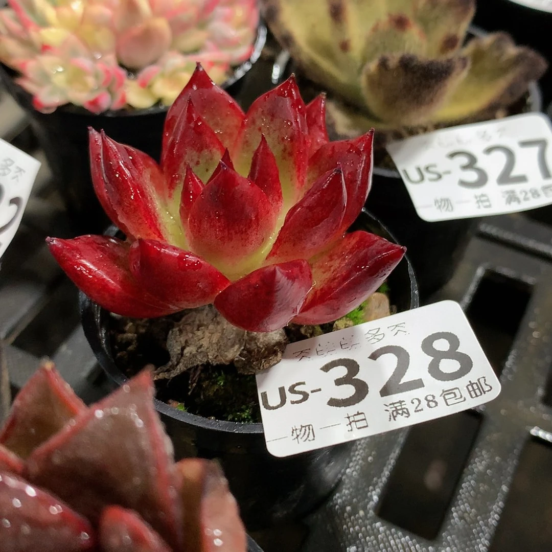 肉萌萌拇指盆多肉US328