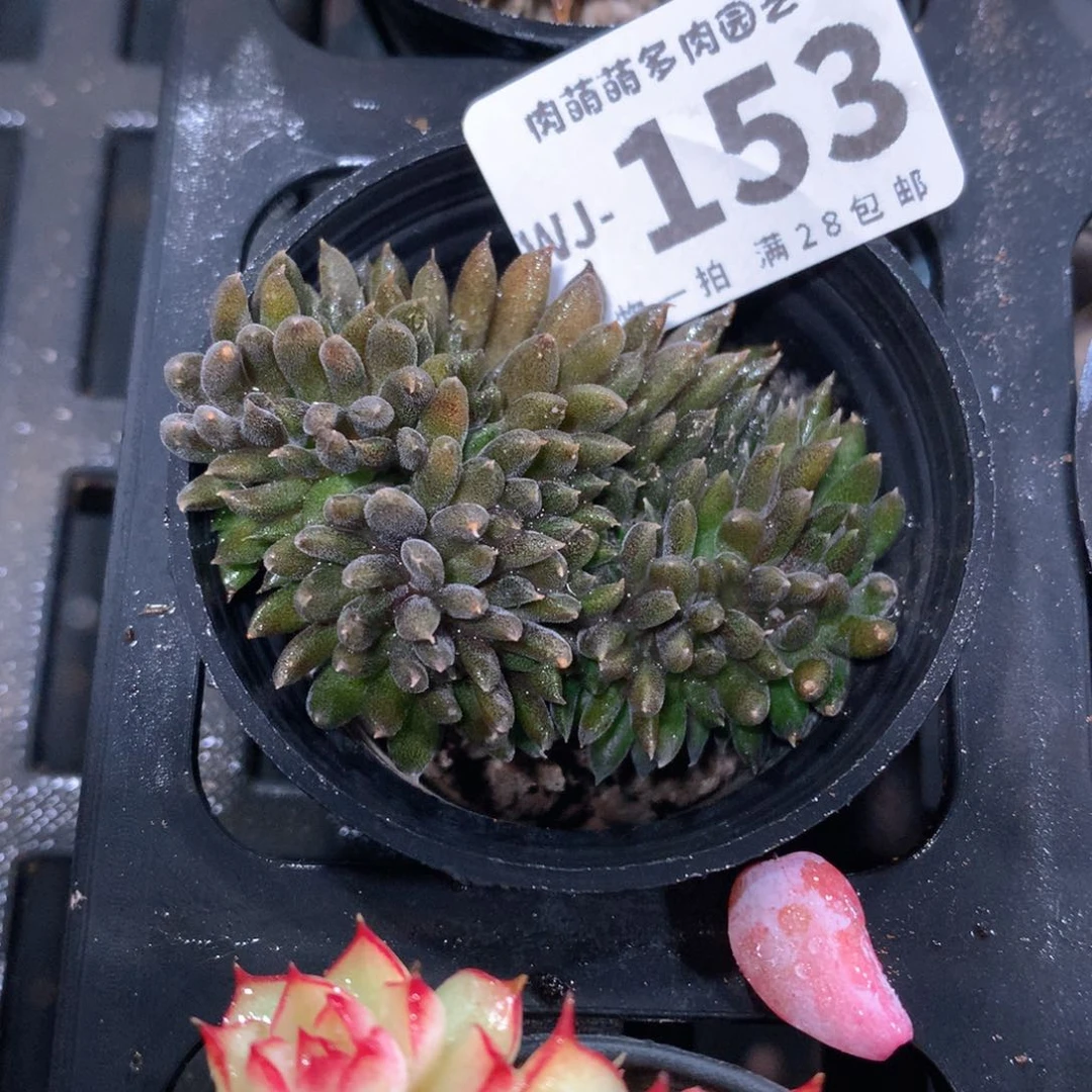 5CM拇指盆精控多肉WJ153