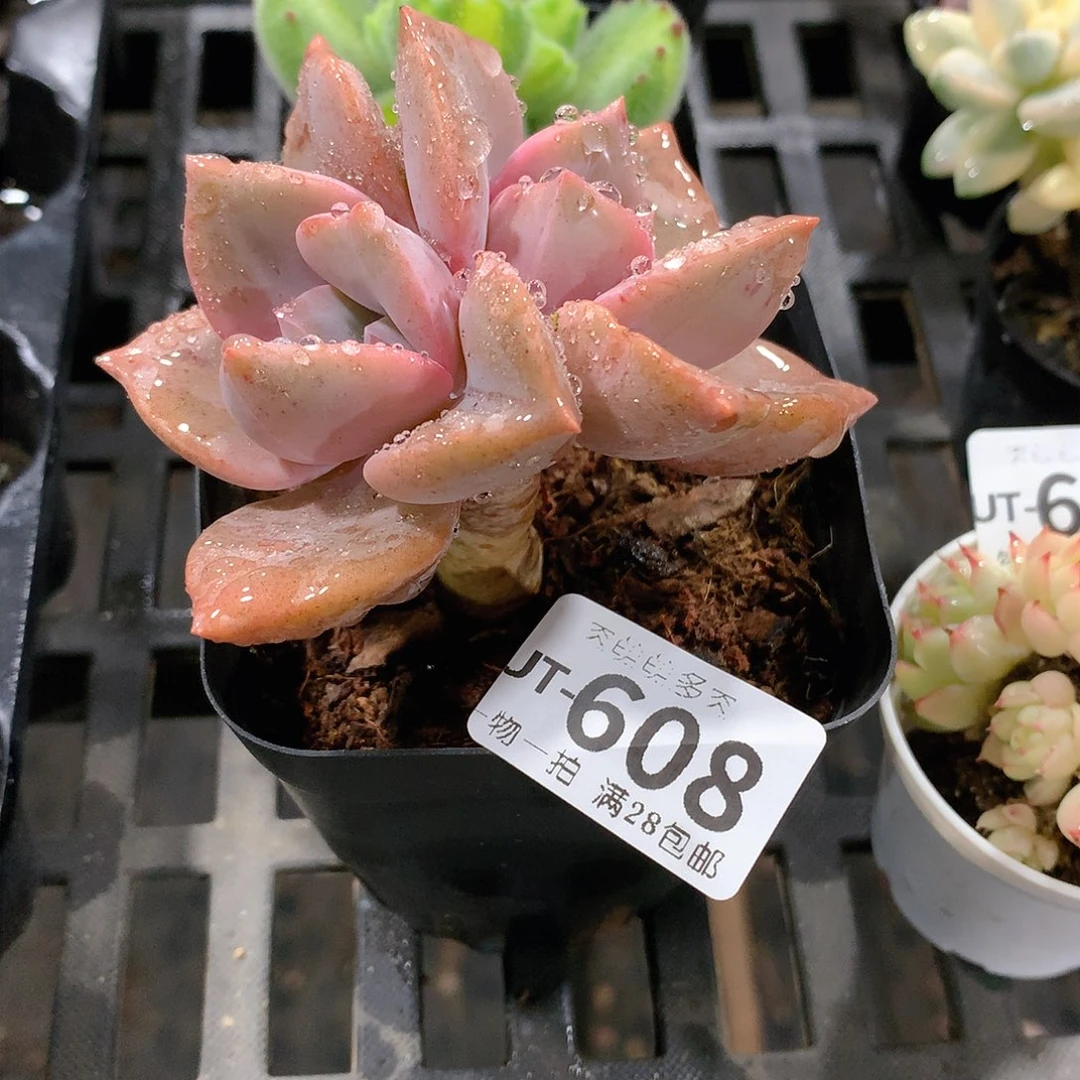 肉萌萌拇指盆多肉UT608
