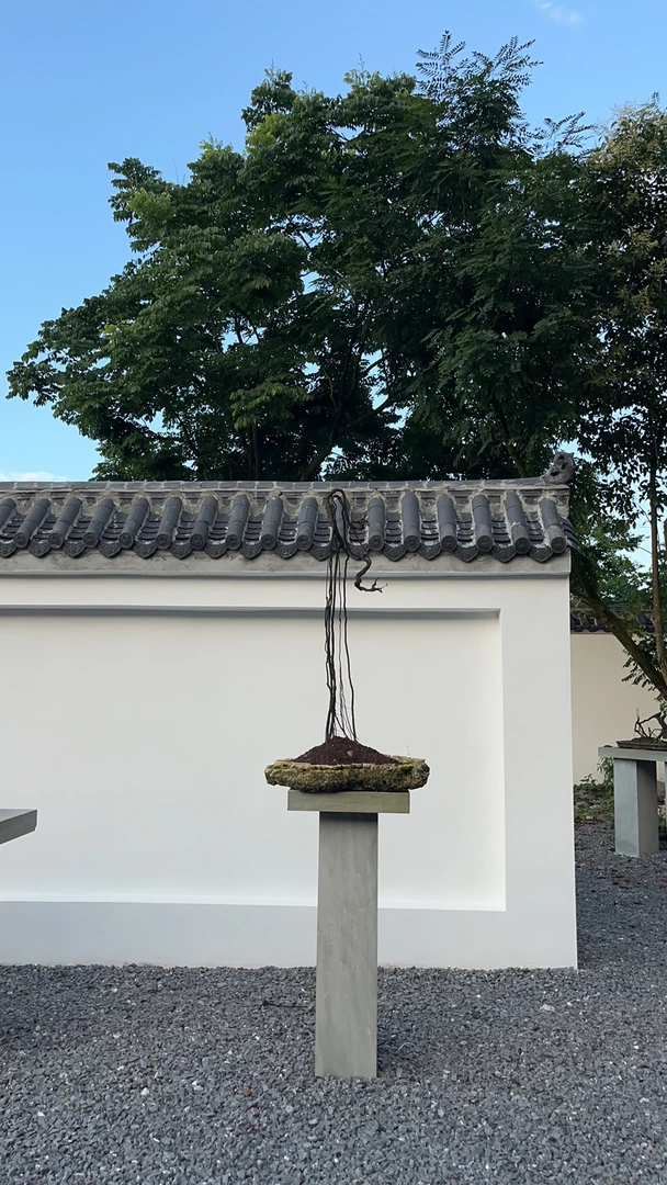 金弹子盆景直播专用链接 非直播无效