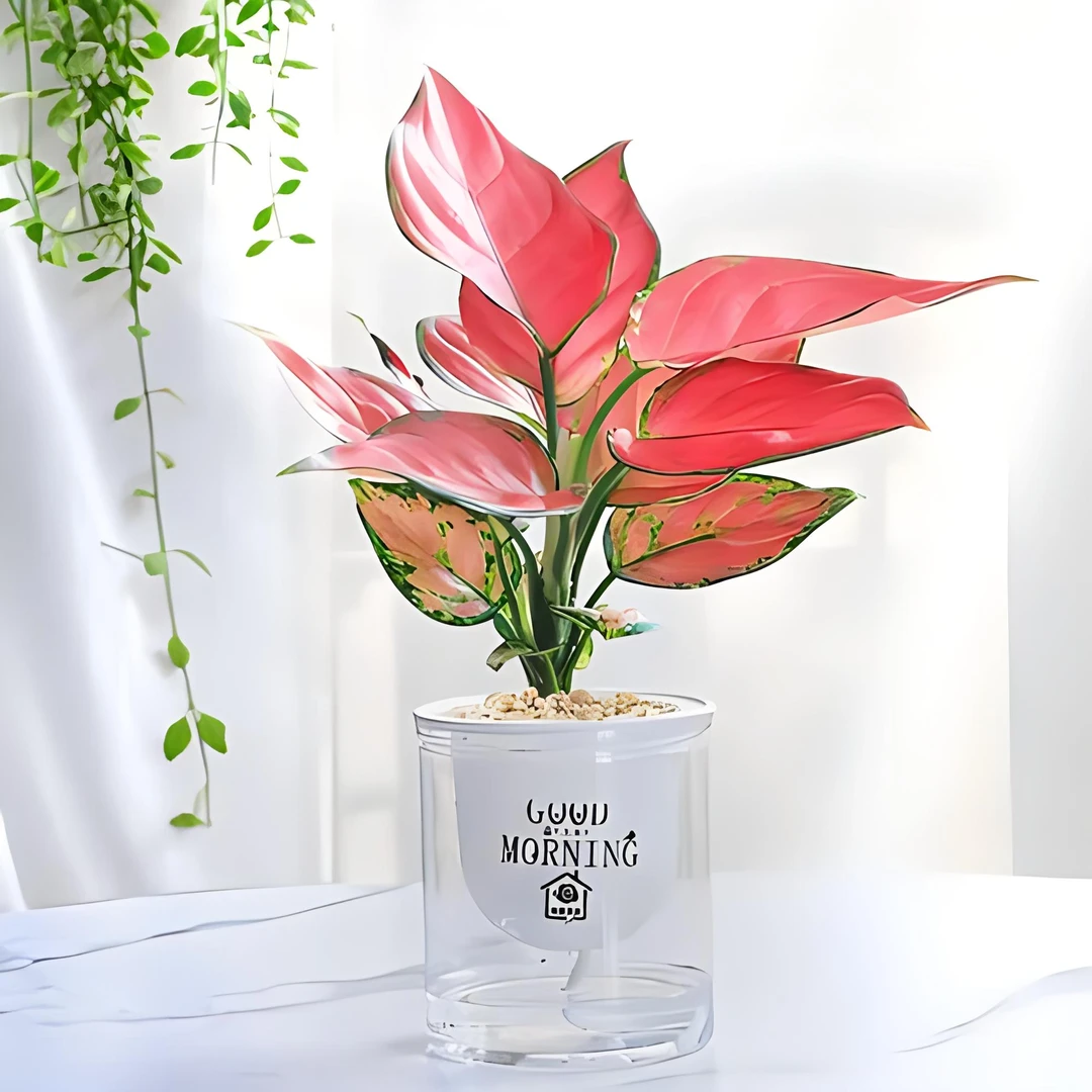 如意皇后吉利红盆栽办公室内吸甲醛小绿植懒人水培植物好养易成活