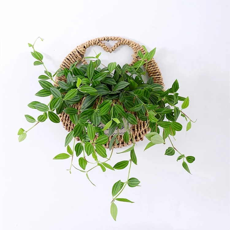 盆栽金边翡翠吊兰常绿观叶植物挂壁家居四季绿植小型开花垂吊长藤