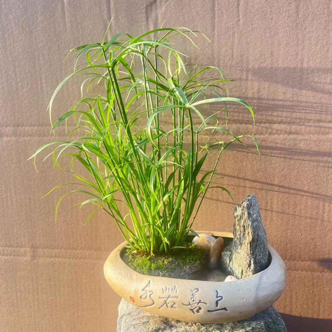 风车草水生绿植物龟土壤盆栽水竹棕竹鱼缸水池塘旱伞草水培小绿植
