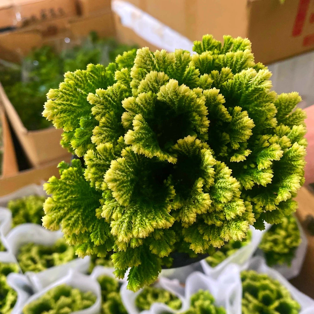 卷柏盆栽九死还魂草不死草四季常青室内客厅花卉桌面好养护