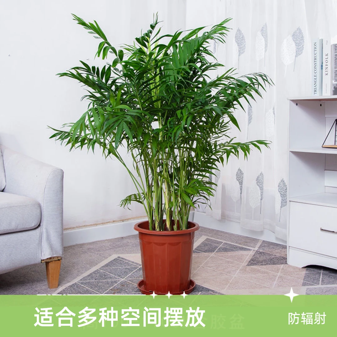 网红款富贵椰子树散尾葵袖珍椰子花卉绿植高端大气上档次清新自然