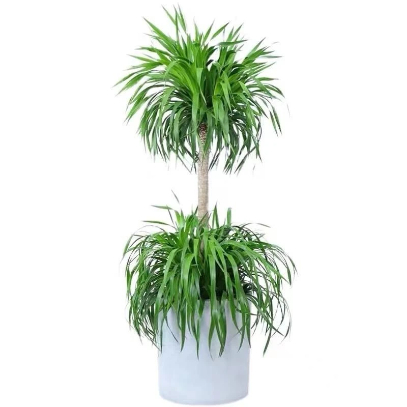 双层龙血树单杆双层龙血树北欧风格高端大气上档次