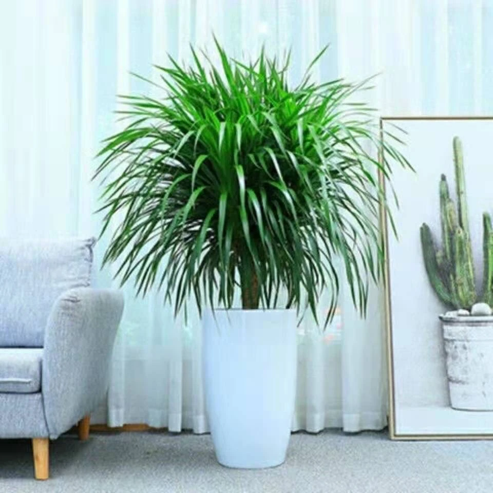 大型花卉绿植北欧风格龙血树高端大气上档次简单易养活