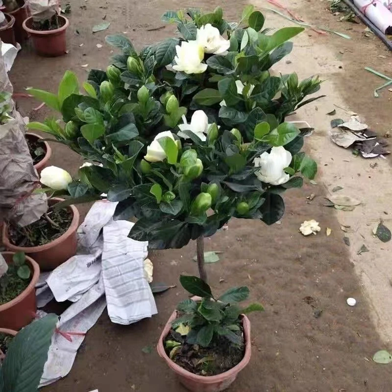 大叶牡丹栀子花盆栽带花苞四季开花卉带香味重瓣香栀子花独杆