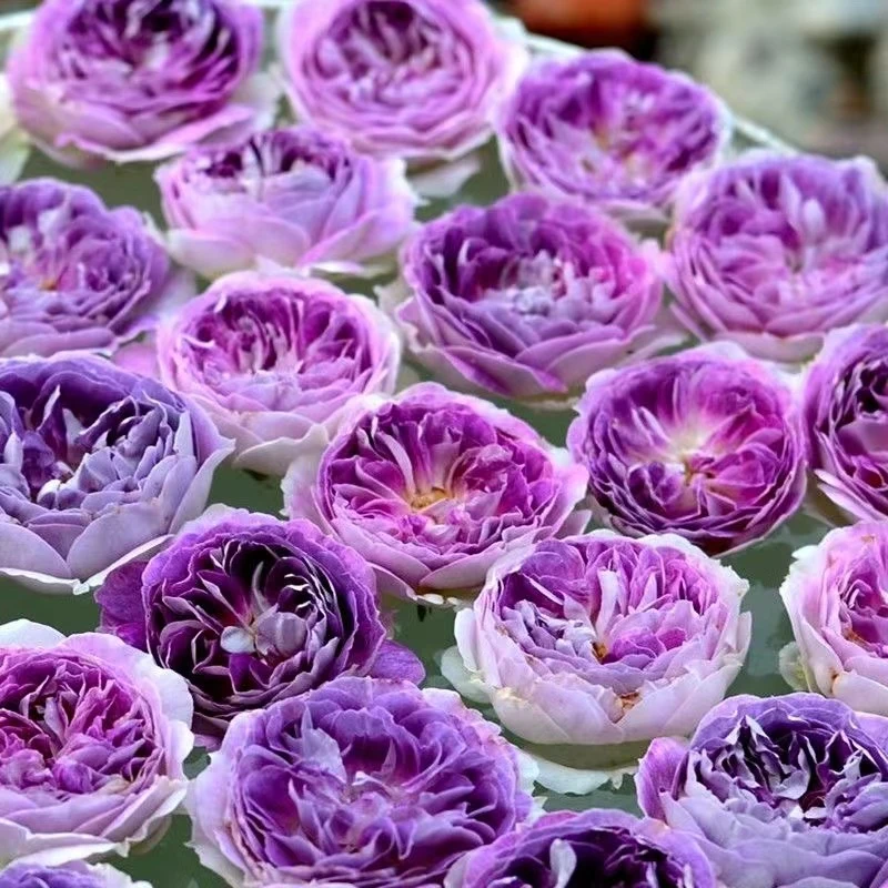 【蓝月石】1加仑月季花苗河本系列多头耐开浓香花卉玫瑰盆栽灌木