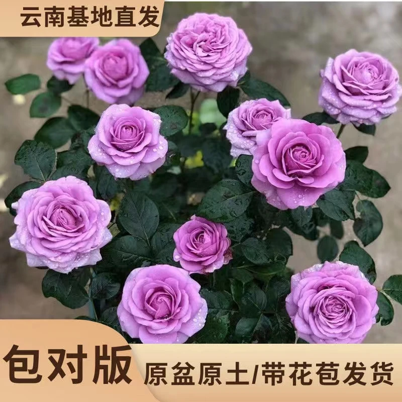 【蓝色风暴月+海神王】1加仑大花浓香四季开花阳台庭院盆栽灌木