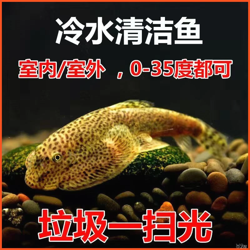 冷水清道夫贵州爬岩鳅双吸盘除藻原生鱼鳅不吸加温鱼