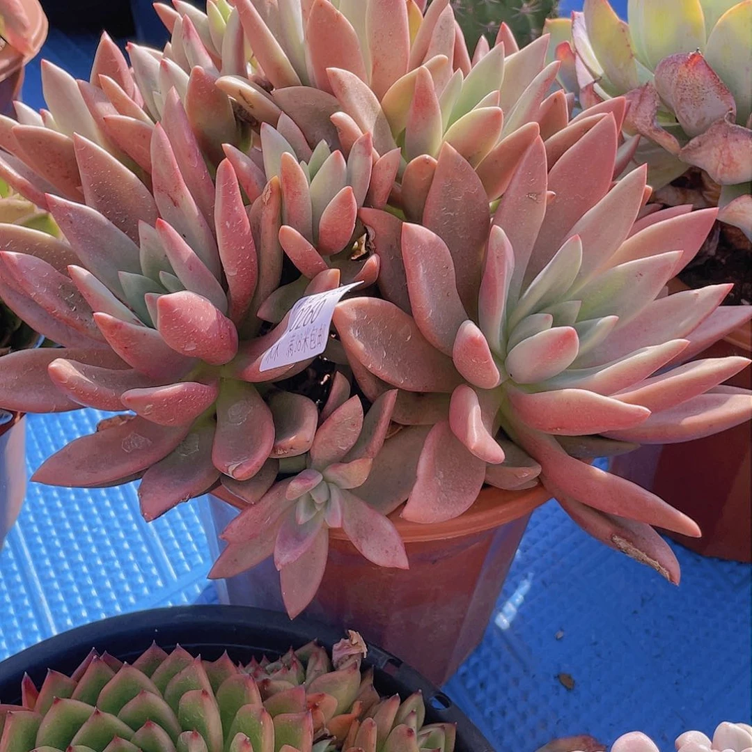 e桃花源。 0260。