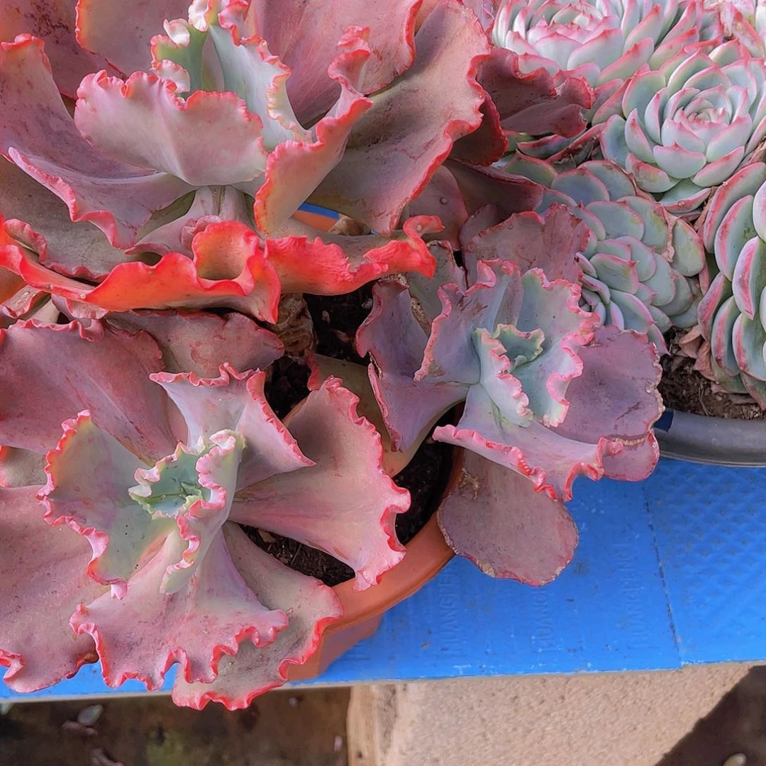 幽*包菜。 1238。