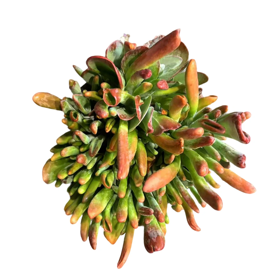 程程多肉【火狐狸】老桩整桩绿植盆栽精品控养多肉