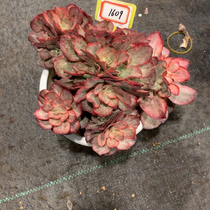 姜*华1609秀妍锦多肉植物