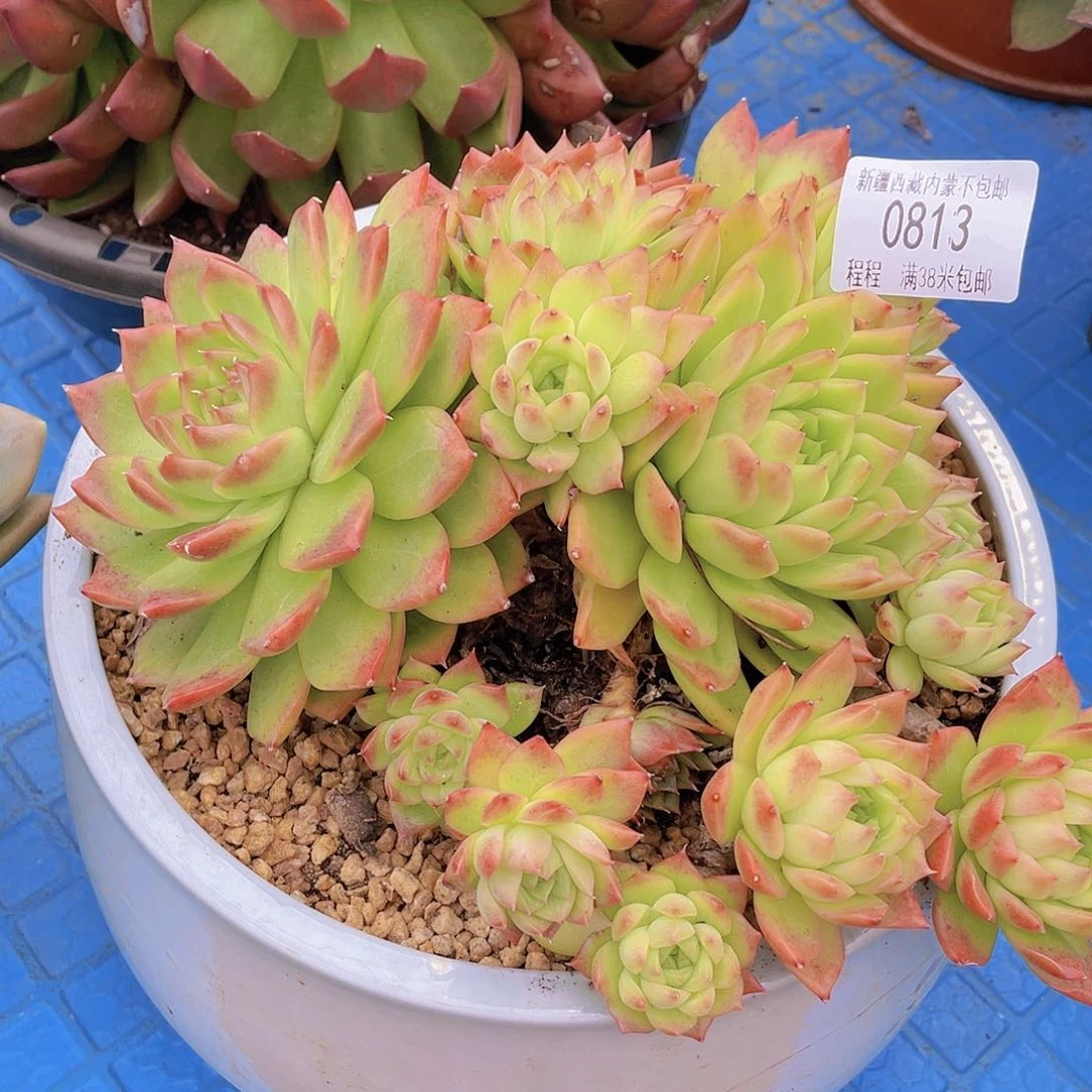 上****3麦秆。  0813。