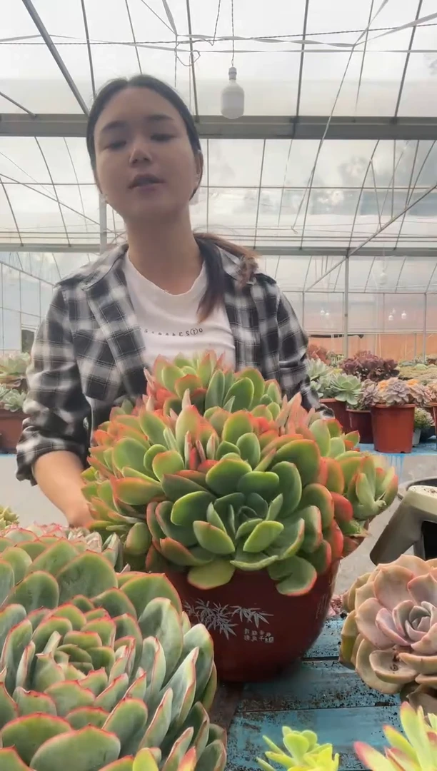 【闪购商品】老桩绮罗多肉