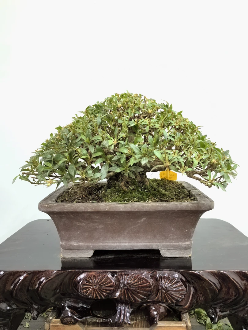 碧空精品皋月杜鹃碧空