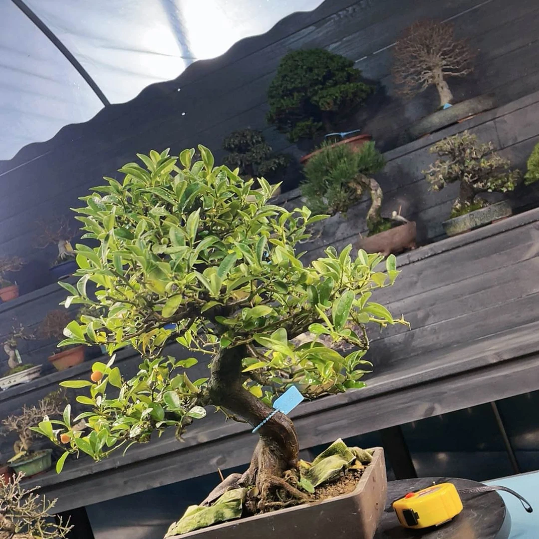 【闪购商品】花进口盆栽金豆盘锦。